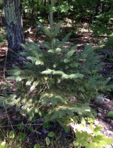 About eight years ago, campaign workers for John Edwards for President doorknocked the West End of Concord and gave away tree saplings.